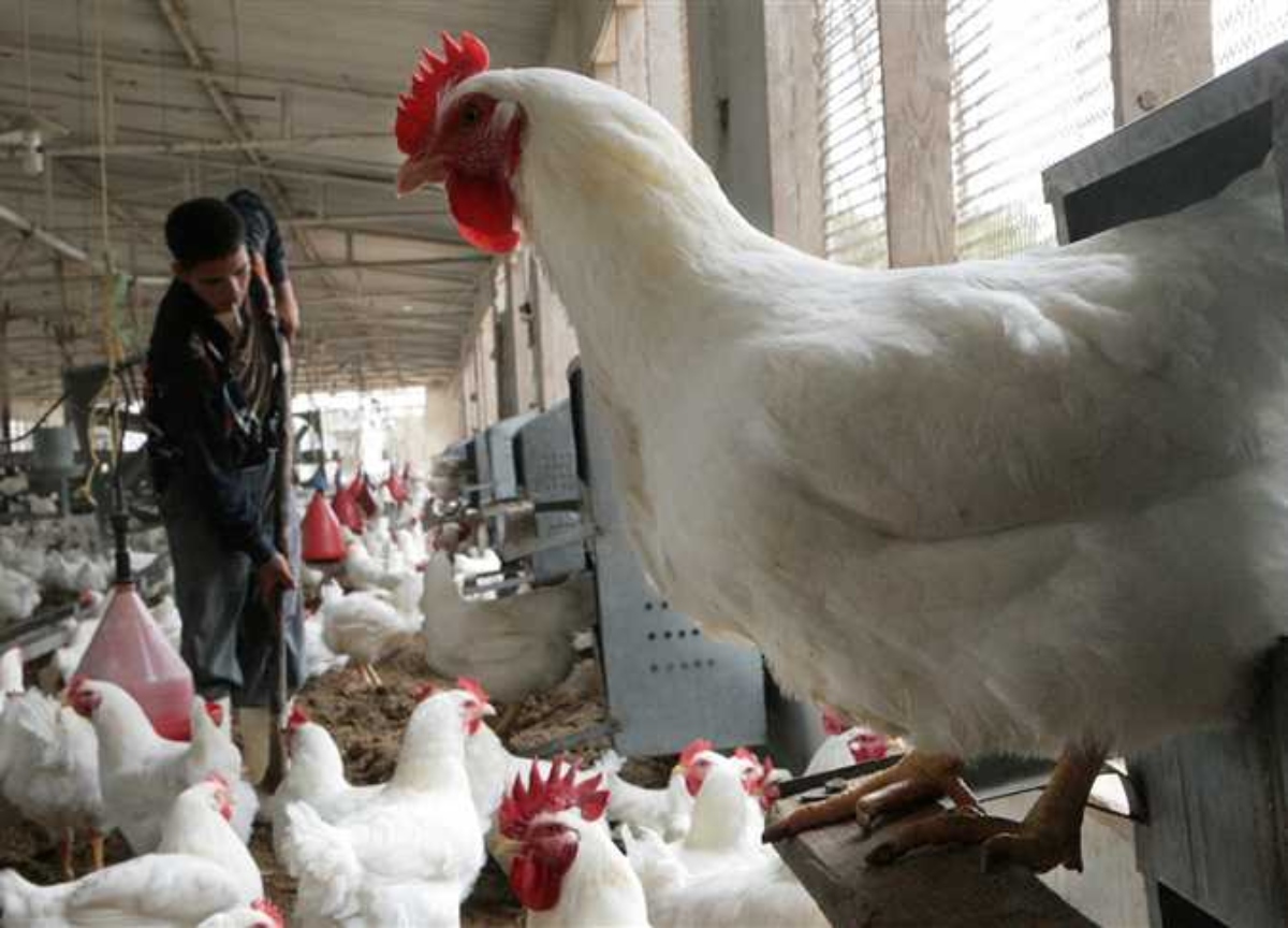 Egypt: Poultry and egg prices rise despite the decline in feed prices